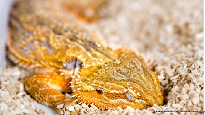 Lizards share sleep patterns with humans